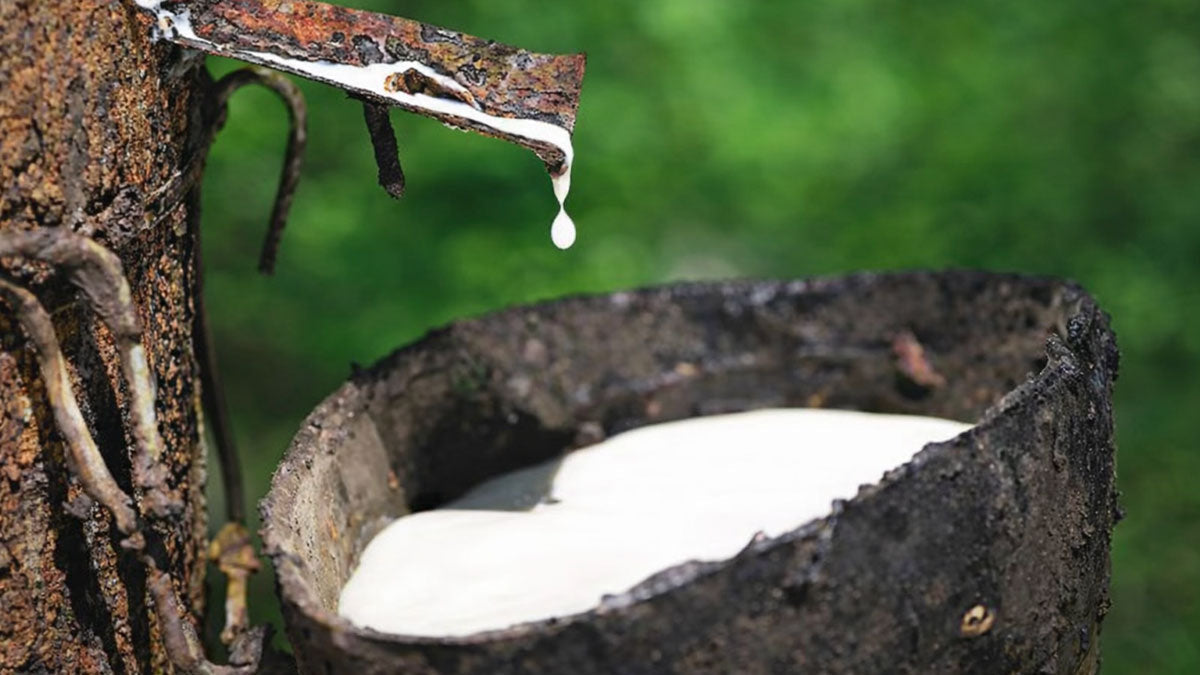 Brosimum Utile albero del latte