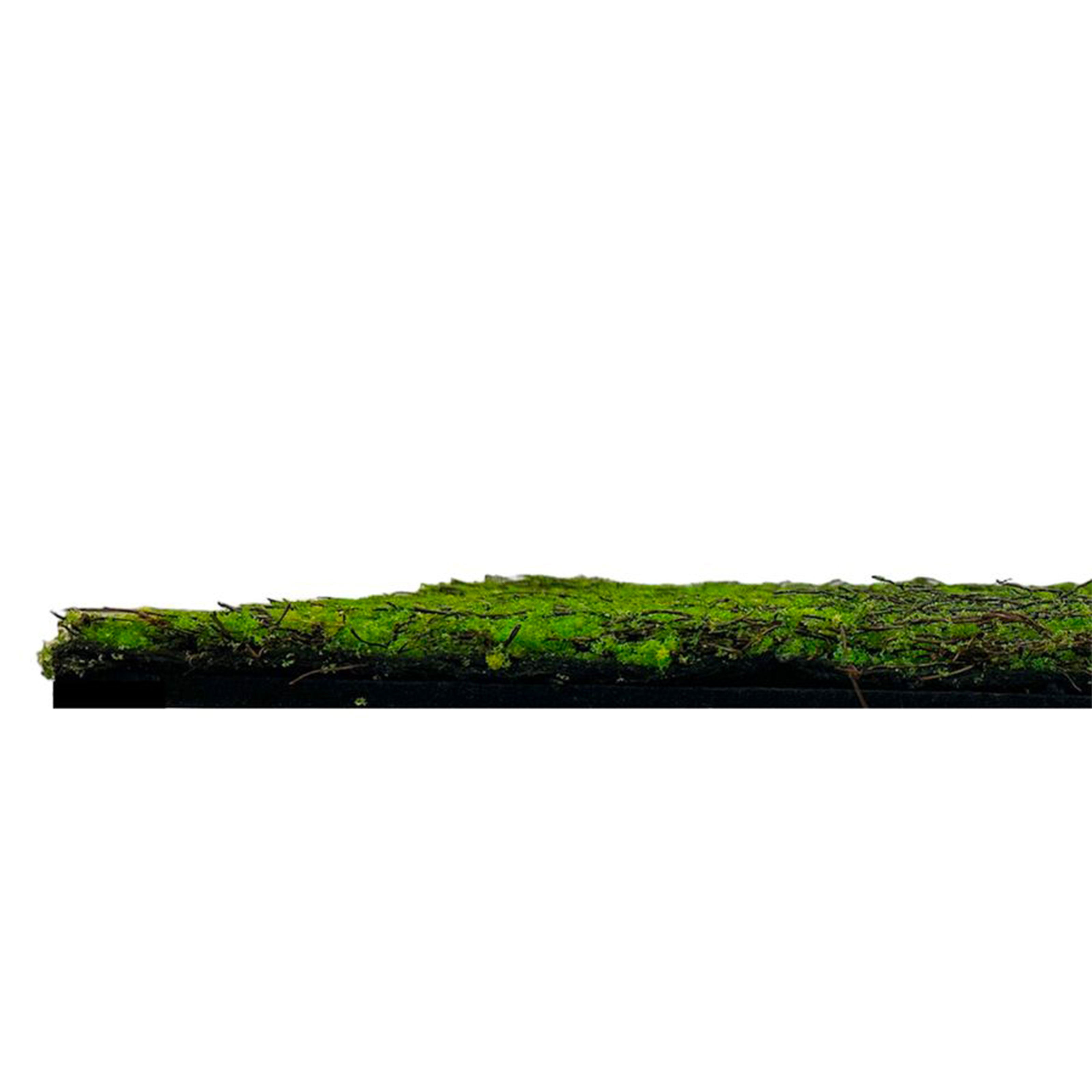 JANGAL Pannelli acustici Modulabili in FLORA sintetica ULTRAREALISTICA 52x52cm mod. ANCIENT TREE - Eternal Parquet