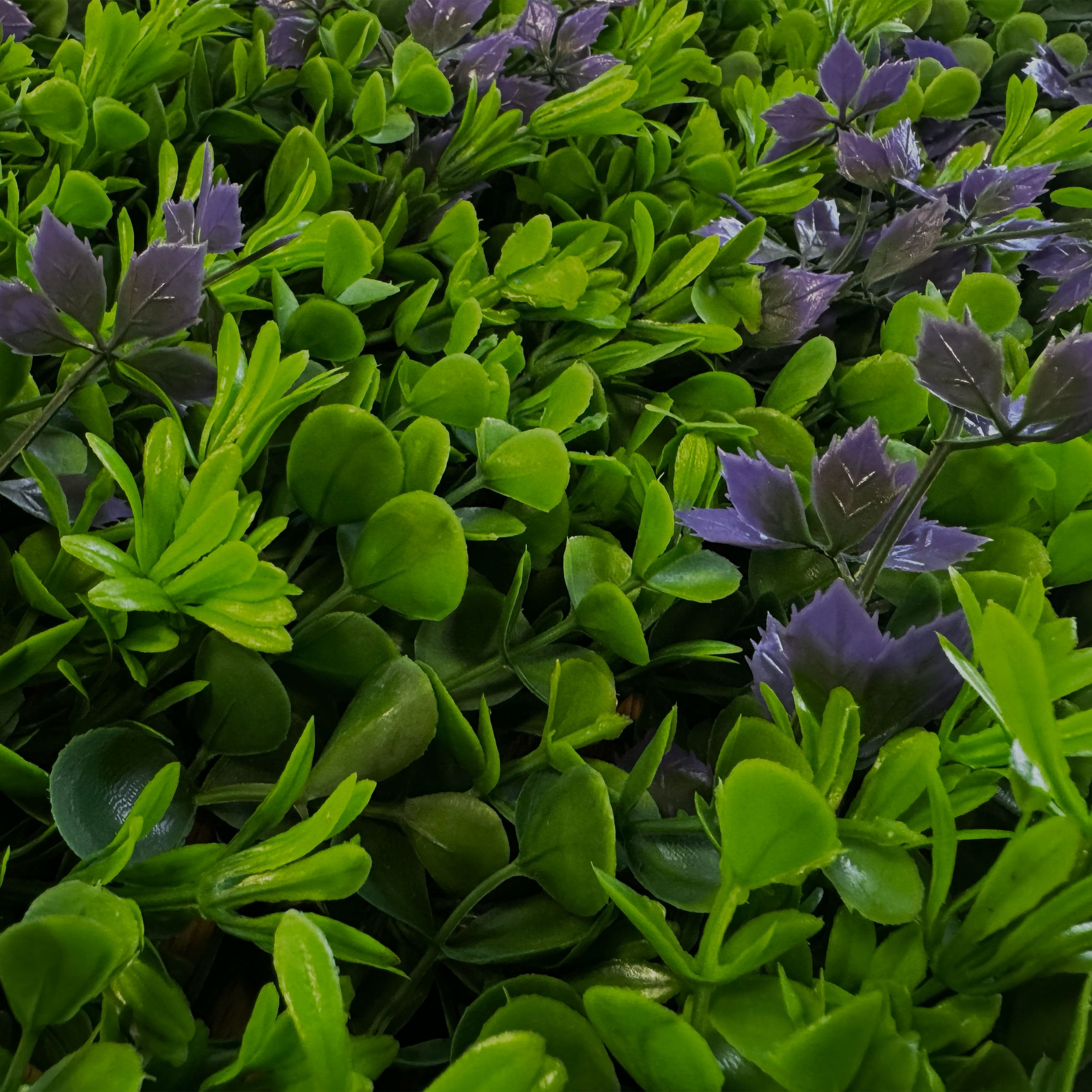 Pannelli Verde Verticale 50×50 cm Ultra-realistici e folti, per interno/esterno BOSSO E FOGLIE VIOLA - Eternal Parquet - Eternal Parquet