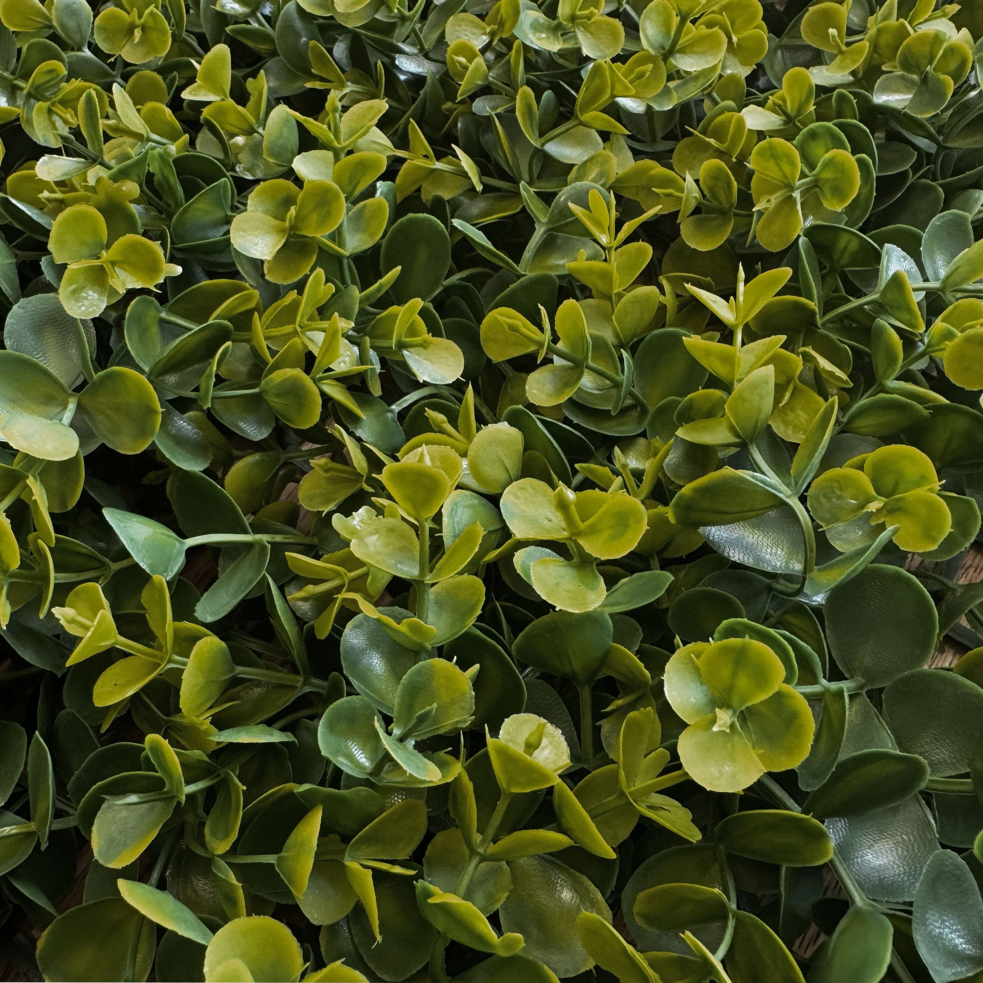 Pannelli Verde Verticale 50×50 cm Ultra-realistici e folti, per interno/esterno SIEPE MEDIA - Eternal Parquet - Eternal Parquet