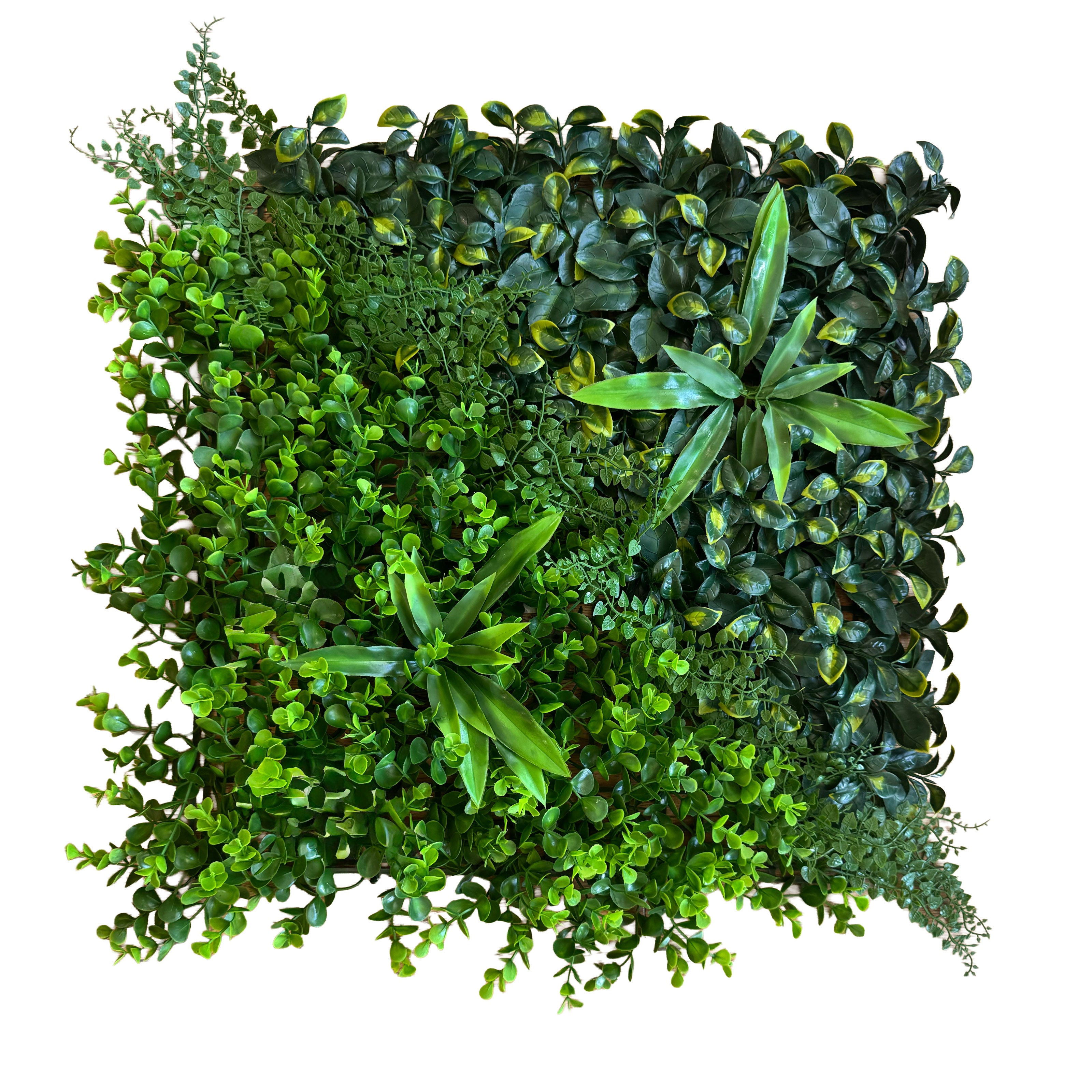 Pannelli Verde Verticale 50×50 cm Ultra-realistici e folti, per interno/esterno AGAVE - DRACENA - Eternal Parquet - Eternal Parquet