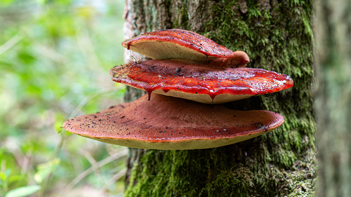 Fistulina hepatica