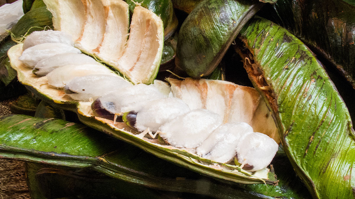 Albero del Gelato (Inga Edulis): il frutto che sa davvero di vaniglia