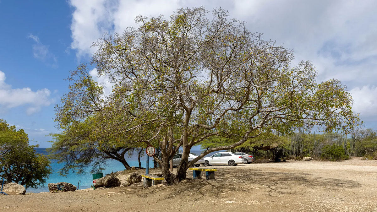 L’albero più pericoloso del mondo: la storia di Hippomane mancinella