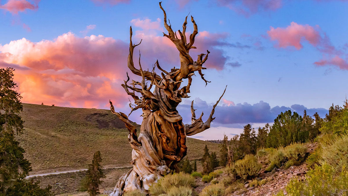 L’albero più vecchio del mondo: età, storia e segreti della sua longevità