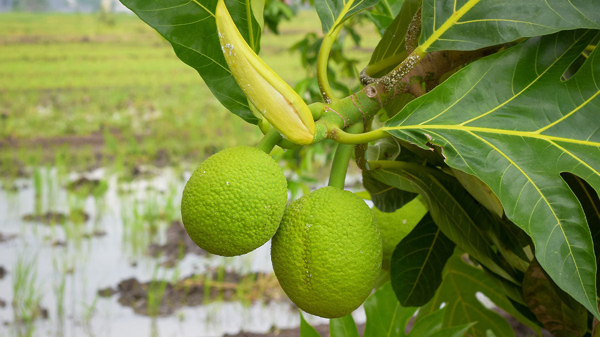 Artocarpus altilis