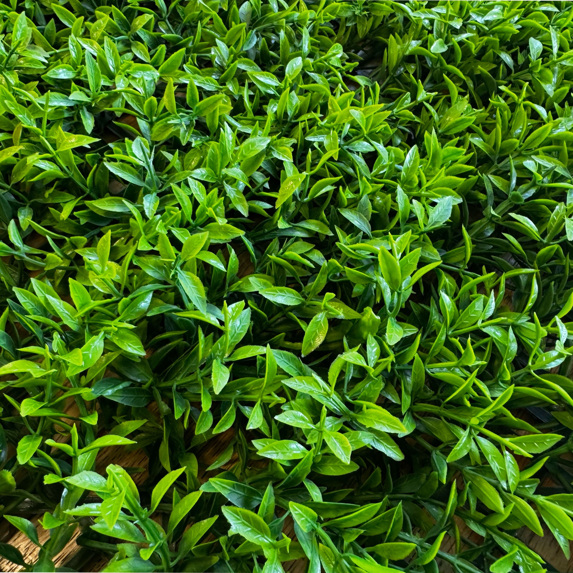 Pannelli Verde Verticale 50×50 cm Ultra-realistici e folti, per interno/esterno BOXUS - Eternal Parquet - Eternal Parquet